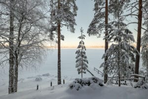 talvi